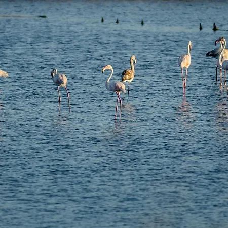 Ocean 52 By Rent4all Διαμέρισμα